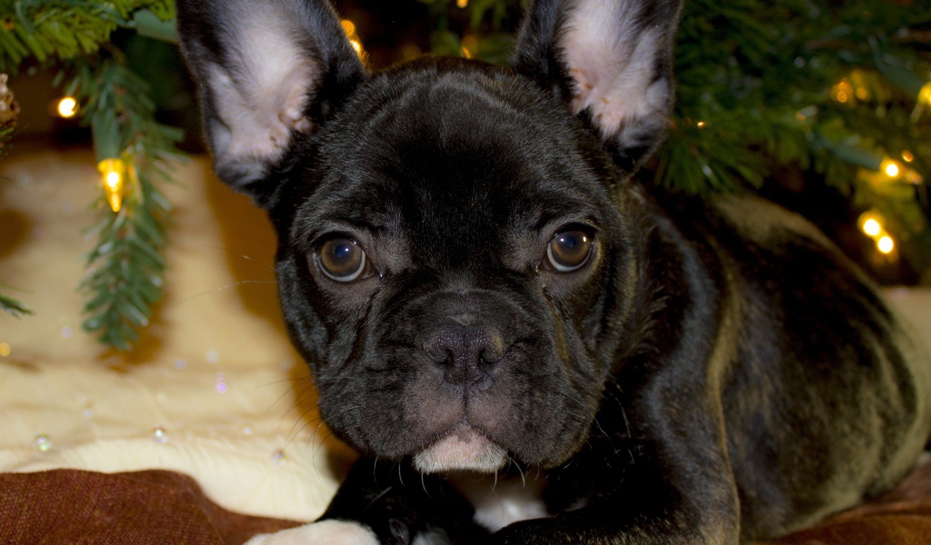 Маленький черный французский бульдог лежит под елкой