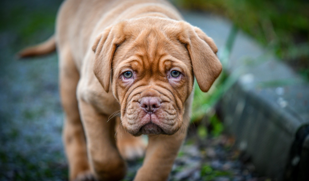 Маленький коричневый щенок бордоского дога 