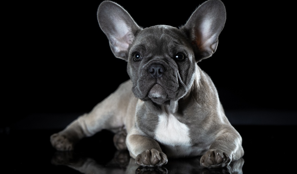 Маленький щенок французского бульдога с большими ушами на черном фоне