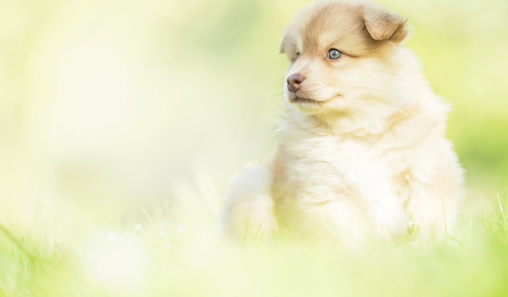 Маленький щенок с коричневым носом