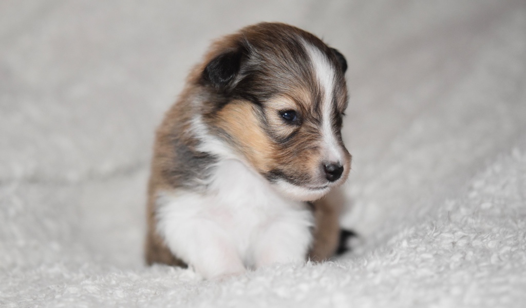 Маленький щенок шелти на белом покрывале 