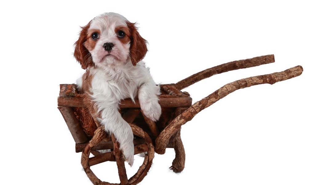 Щенок спаниеля в тележке на белом фоне 