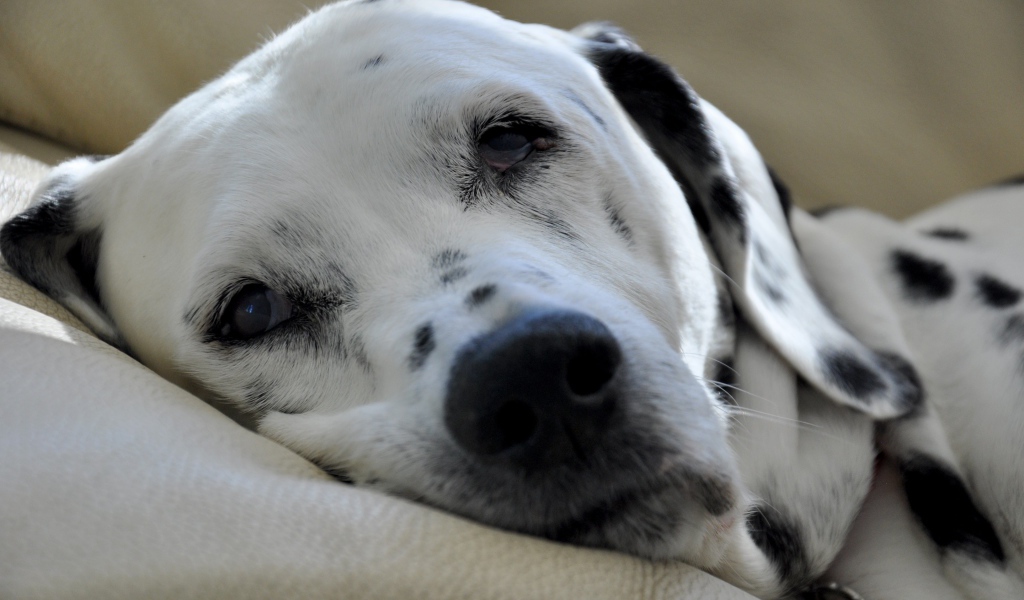 Пятнистый далматин спит на кровати 