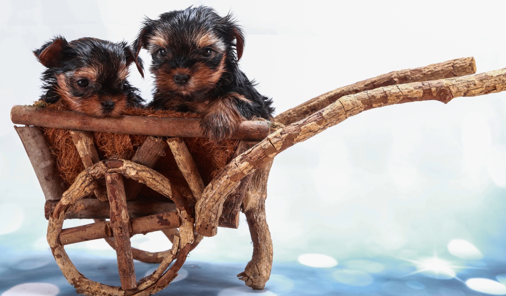 Два йоркширских терьера в деревянной телеге