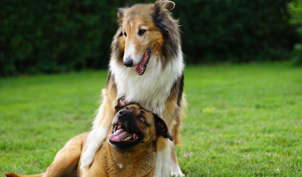 Две собаки играют на зеленой траве 