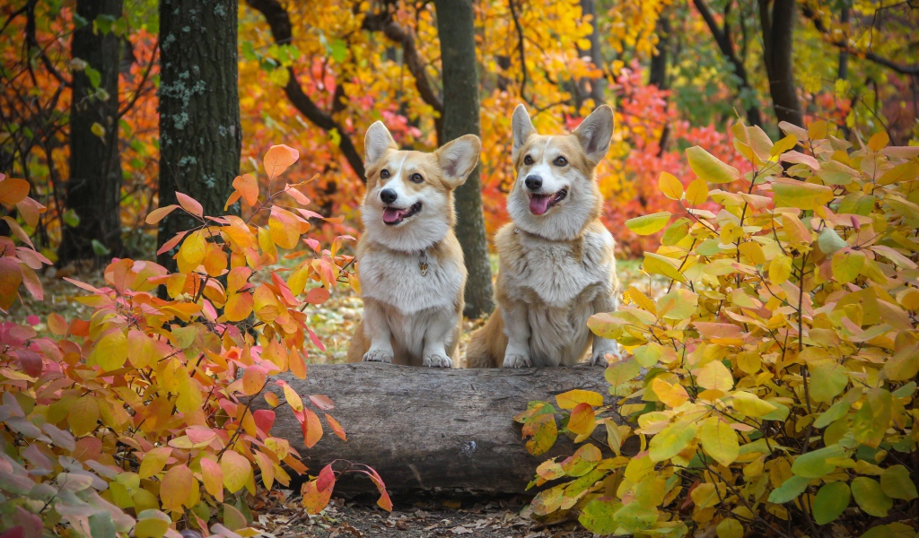 Две собаки вельш корги в осеннем парке 