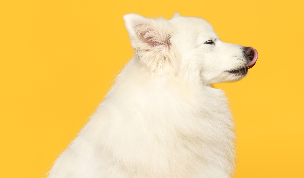 Белый шпиц с высунутым языком на желтом фоне