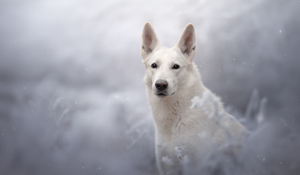 Белая Швейцарская Овчарка смотрит вдаль 