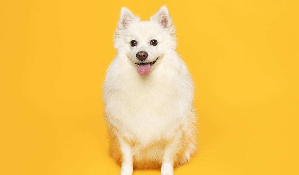 Белый пушистый шпиц на желтом фоне 