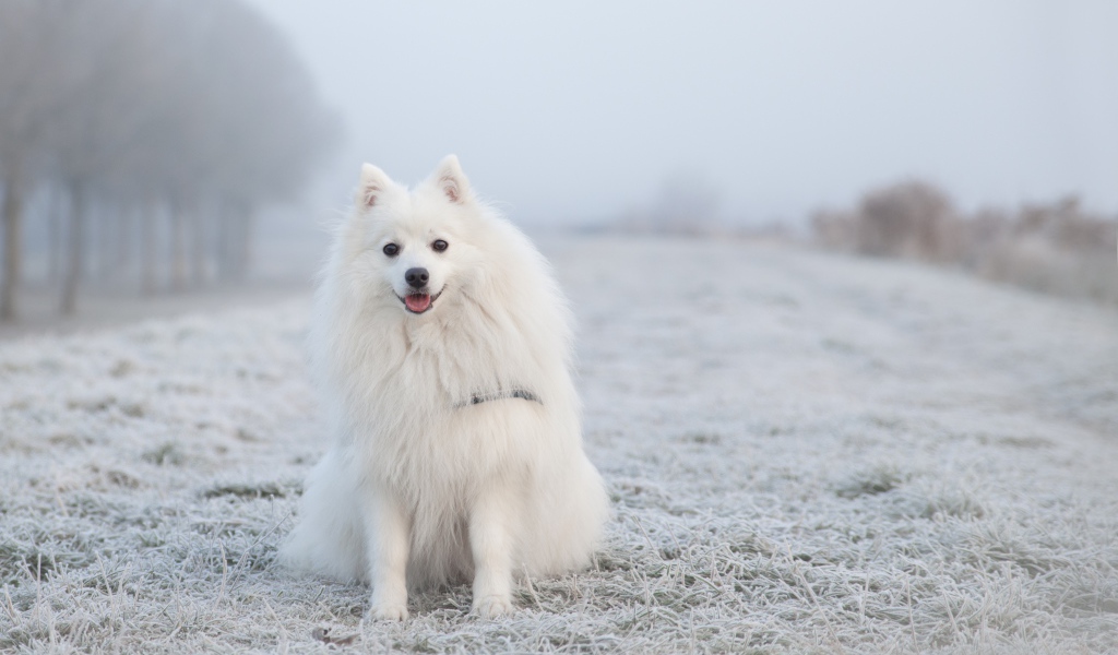 Белый пушистый шпиц сидит на покрытой инеем траве