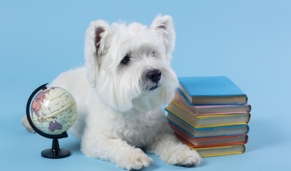 Белый породистый пес с книгами на сером фоне 