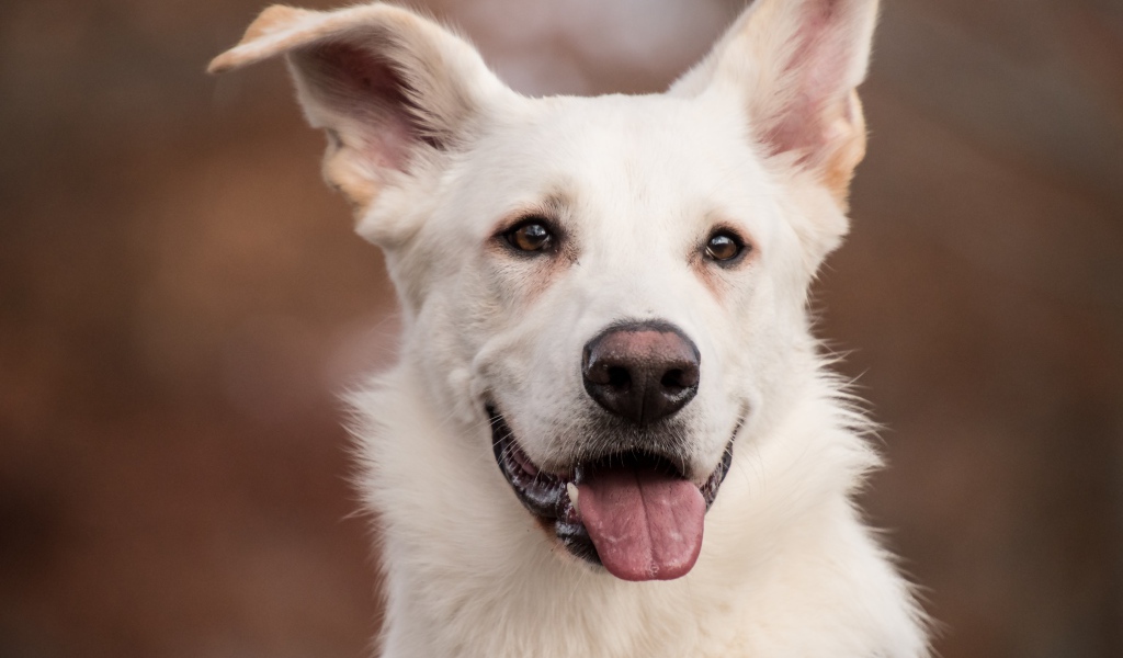 Белая овчарка с высунутым языком крупным планом