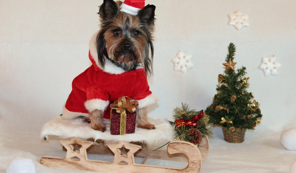 Йоркширский терьер на санках у новогодней елки 