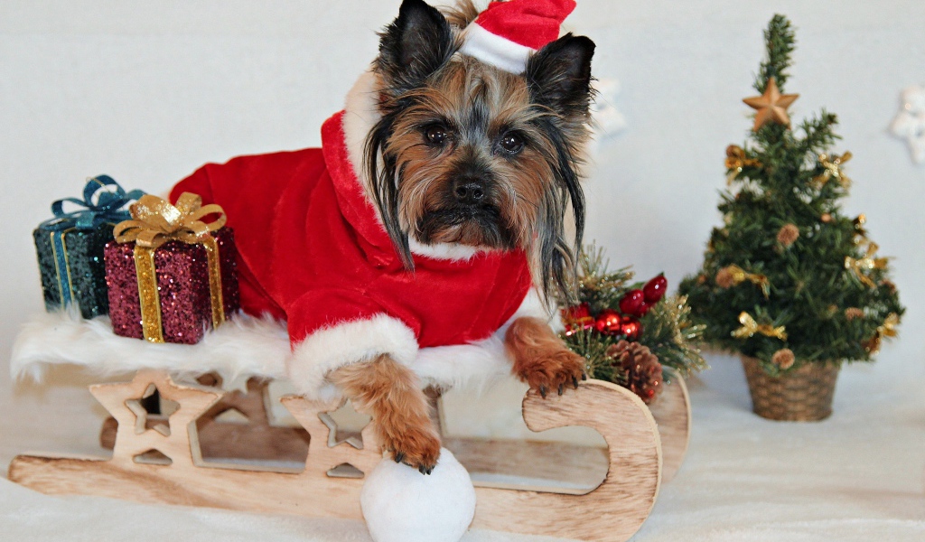 Йоркширский терьер  с подарками в новогоднем костюме 