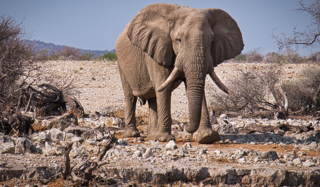Большой серый слон идет по камням