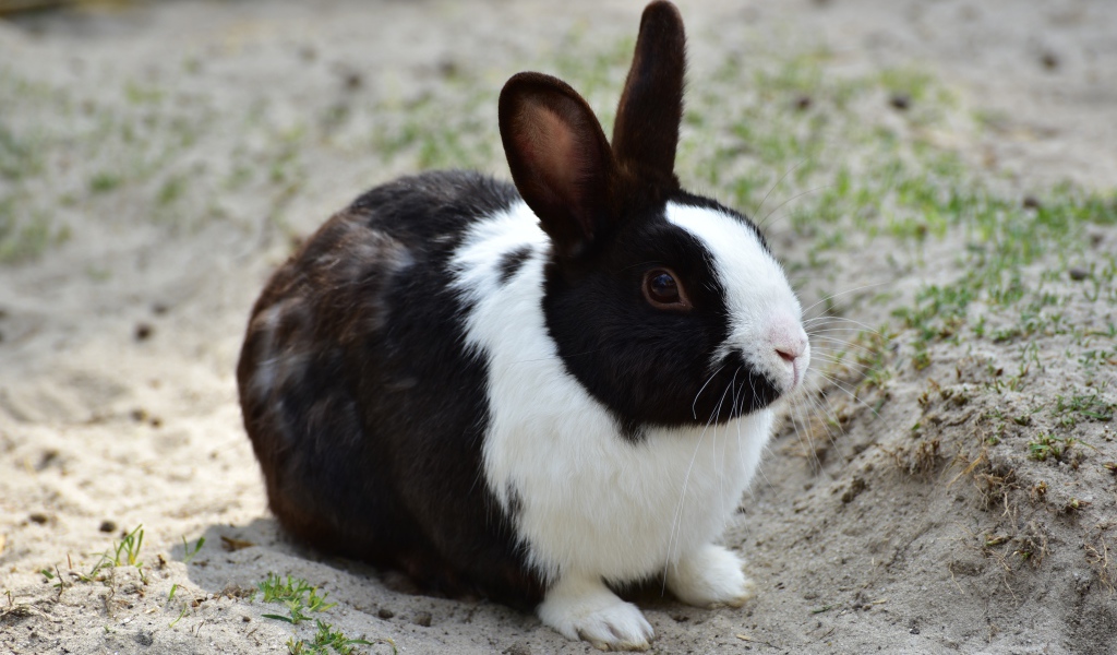 Черно-белый кролик сидит на песке 