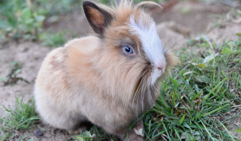 Голубоглазый кролик в зеленой траве