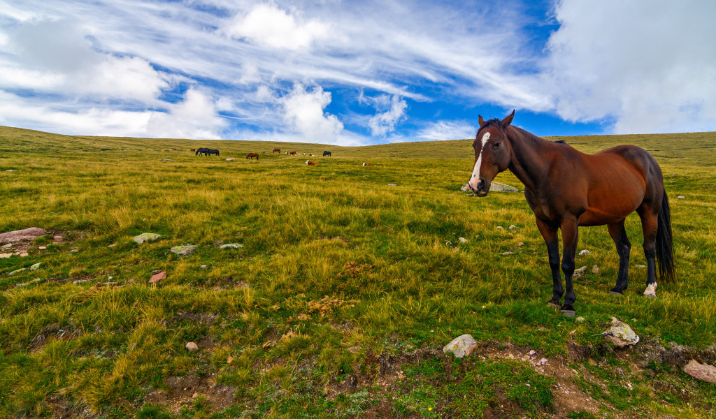 Лошадь пасется на поле под красивым небом