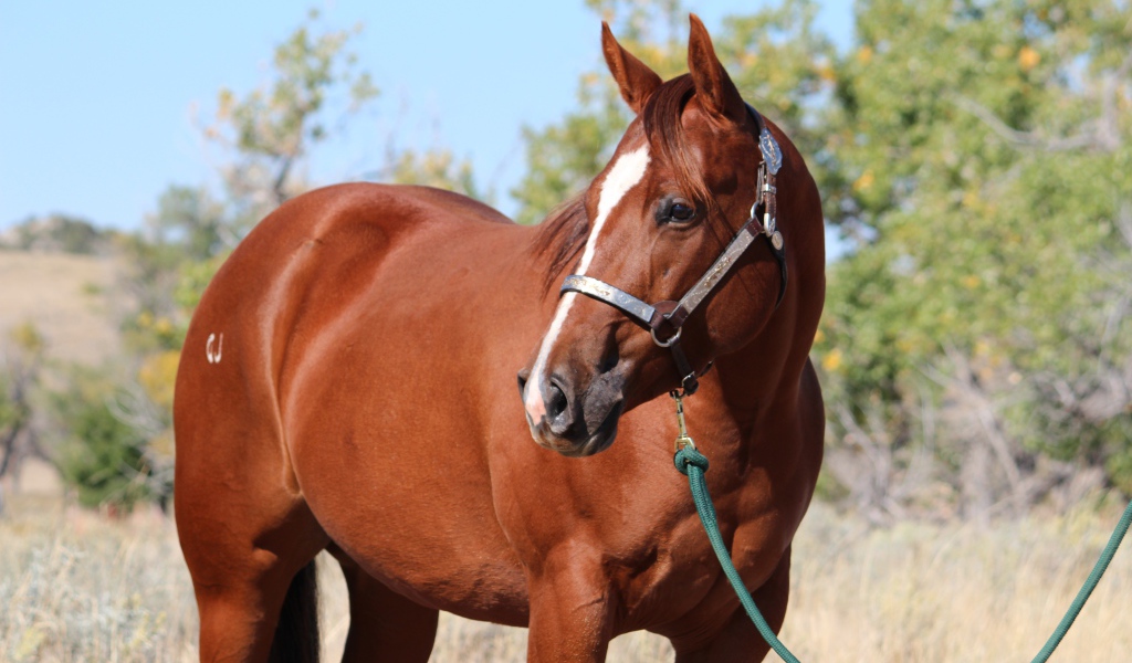 Большой коричневый конь на привязи