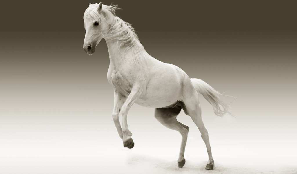 Большой белый конь на сером фоне