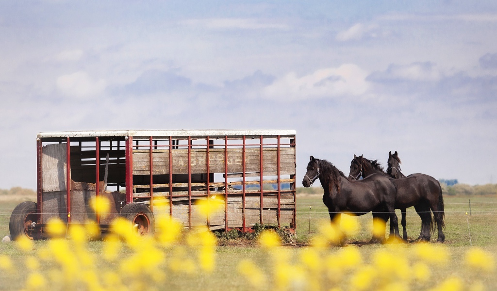 Черные кони у фургона на ферме 