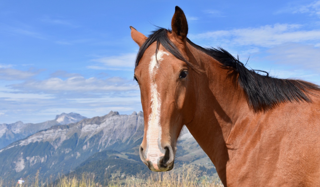 Коричневая лошадь на фоне голубого неба
