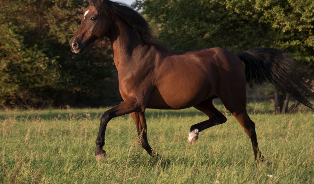 Грациозная коричневая лошадь скачет по траве