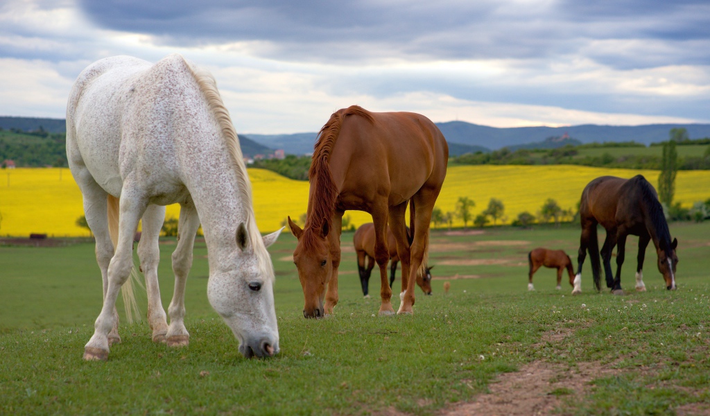 Стадо лошадей пасется на поле 