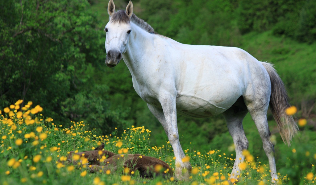 Большая белая лошадь с жеребенком на поляне