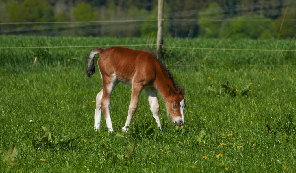 Маленький жеребенок пасется на зеленой траве 