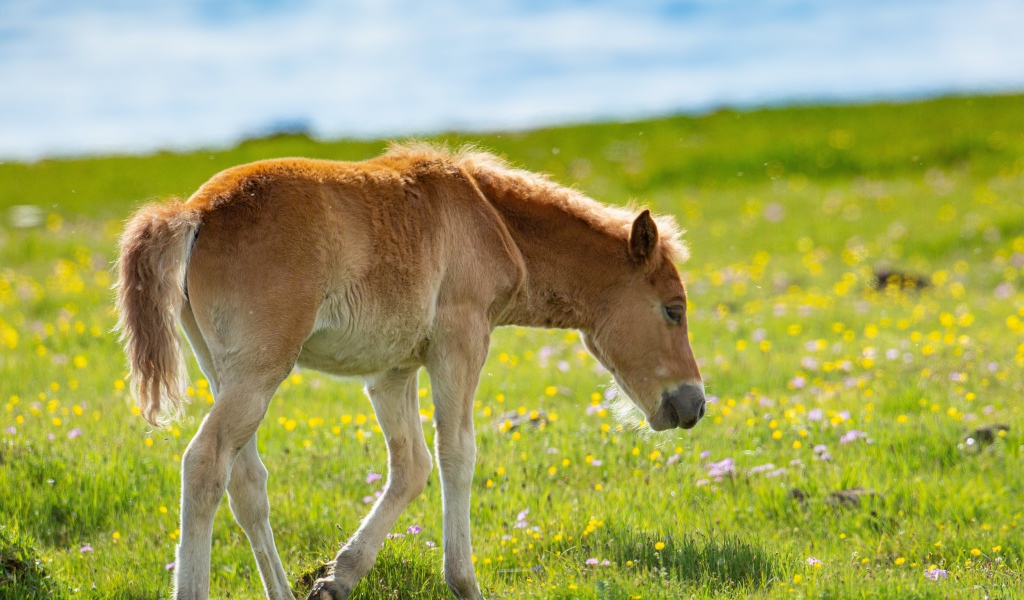 Маленький жеребенок идет по зеленой траве 