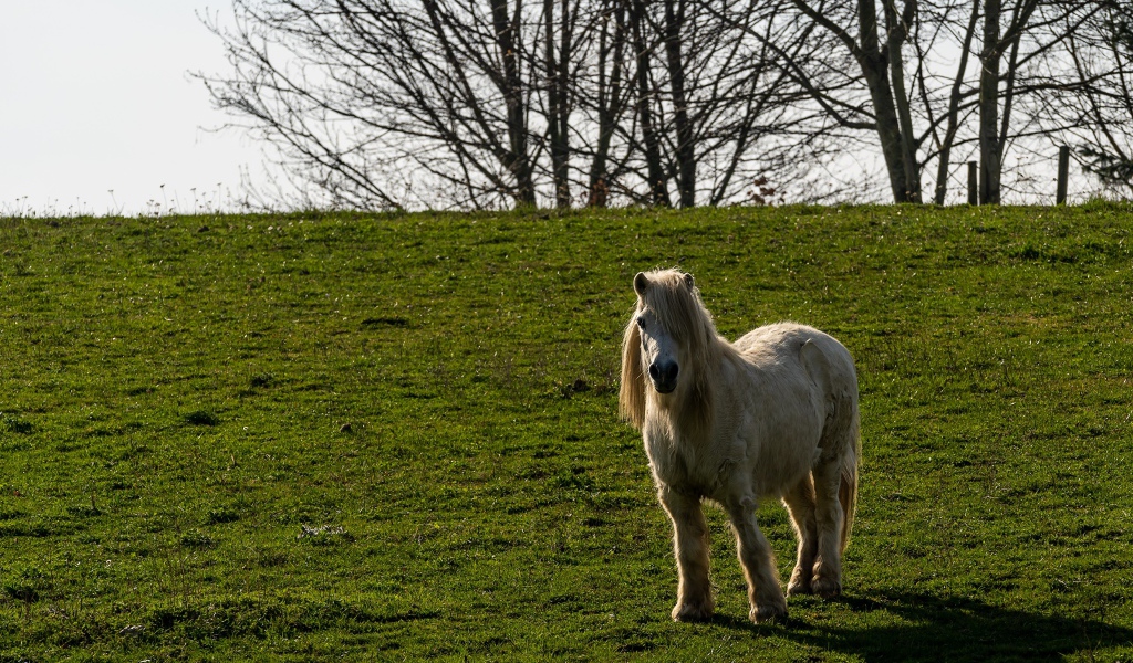 Пони стоит на зеленой траве
