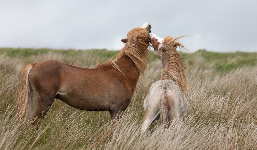 Two horses graze on the grass