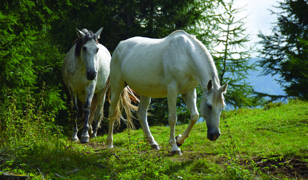 Две белых лошади гуляют в лесу 