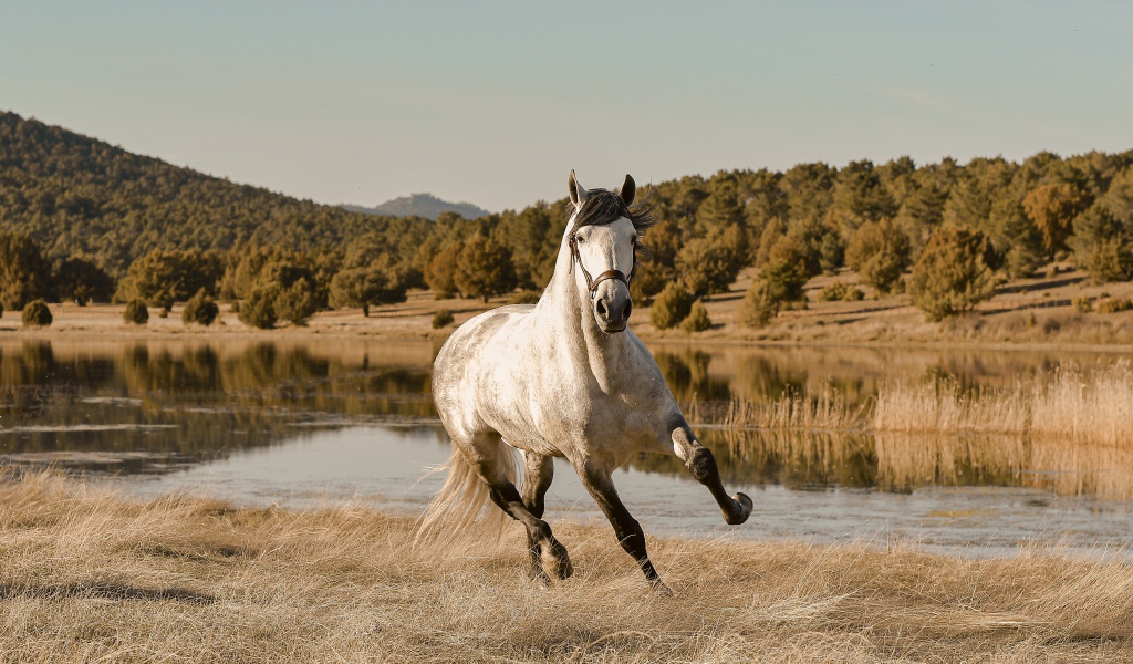 Белый конь скачет по траве у реки