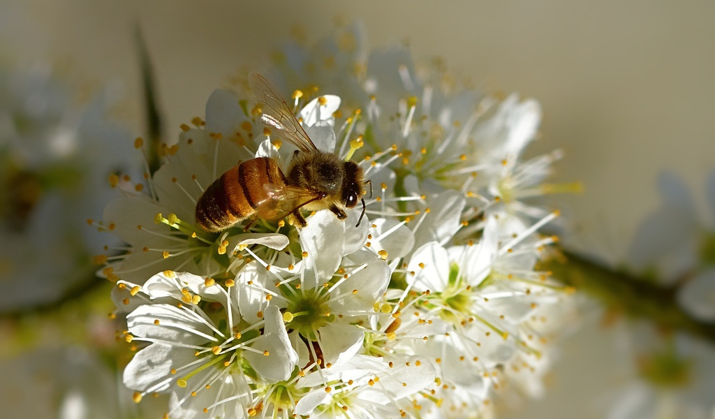 Пчела сидит на цветущей ветке вишни весной