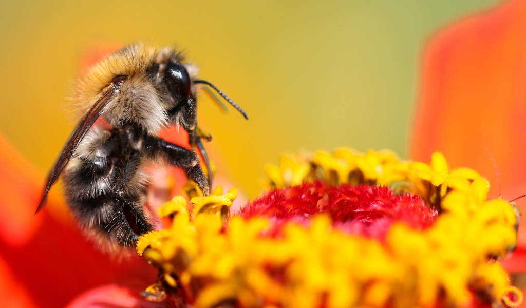 Пчела сидит на цветке циннии 