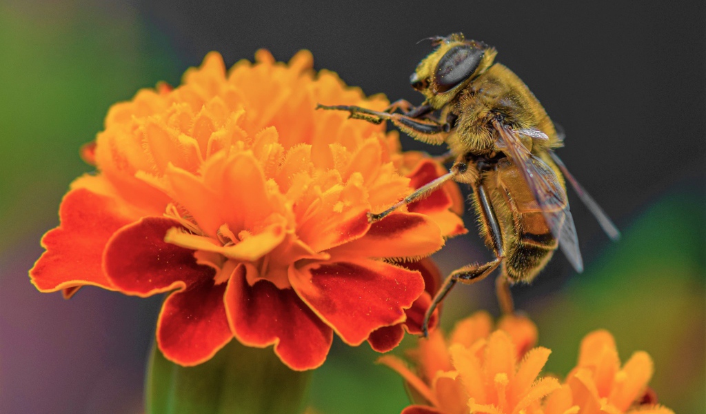 Большая пчела сидит на цветке бархатца 
