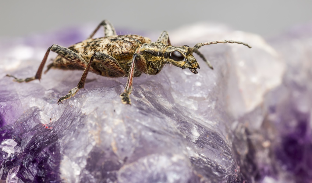 Большой черный-пятнистый усач сидит на кристалле 