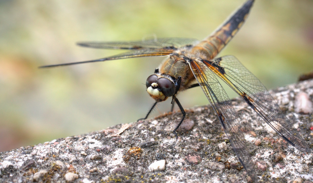 Большая стрекоза сидит на бетонной плите 