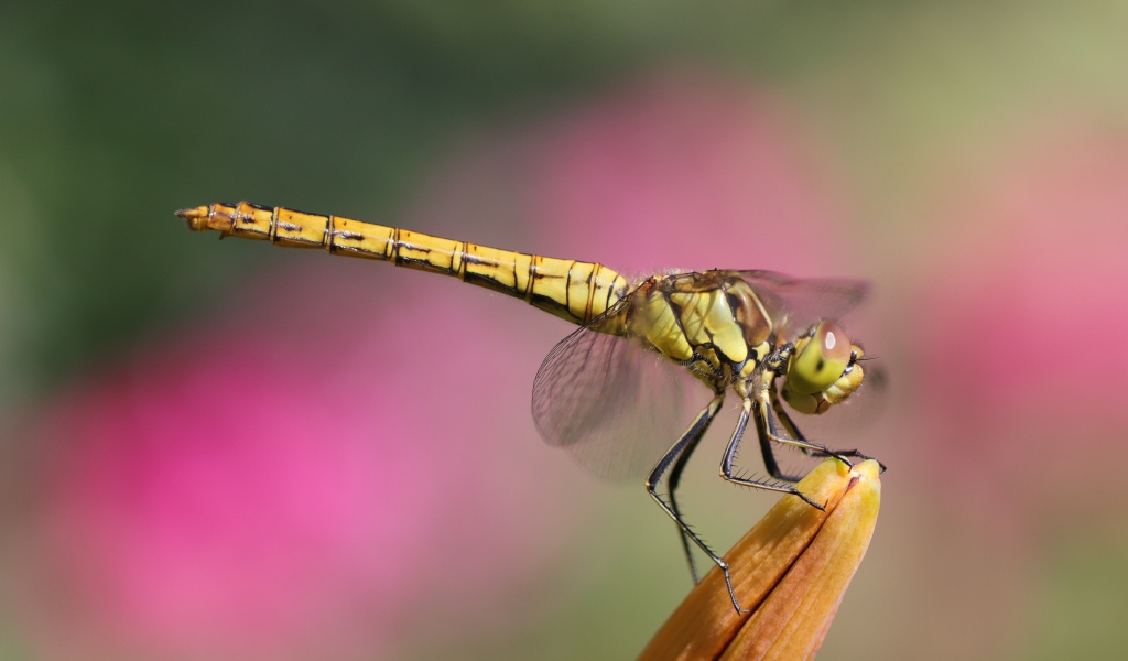 Большая стрекоза сидит на цветке лилии