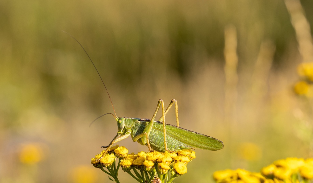 Большой зеленый кузнечик сидит на цветке пижмы