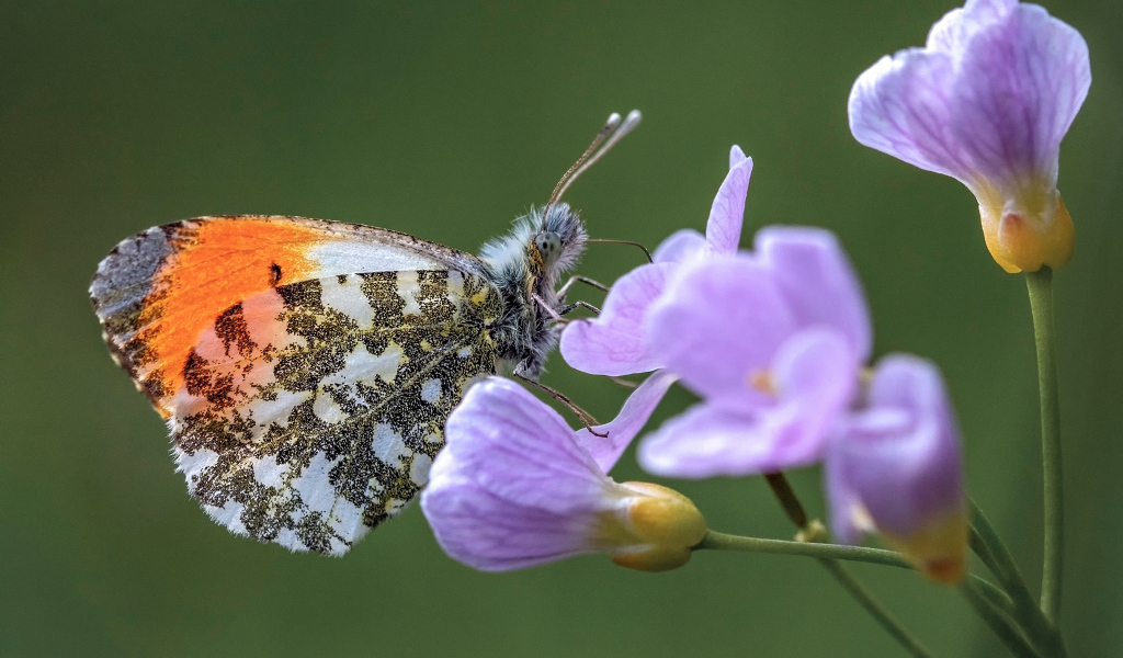 Красивая голубая бабочка сидит на сиреневом цветке 