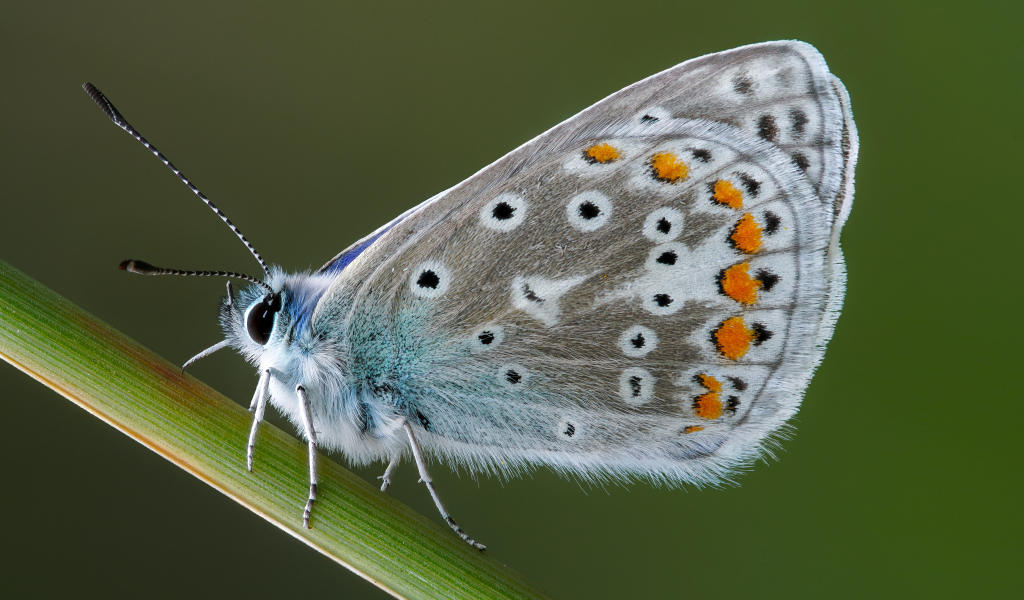Красивая голубая бабочка сидит на зеленой траве