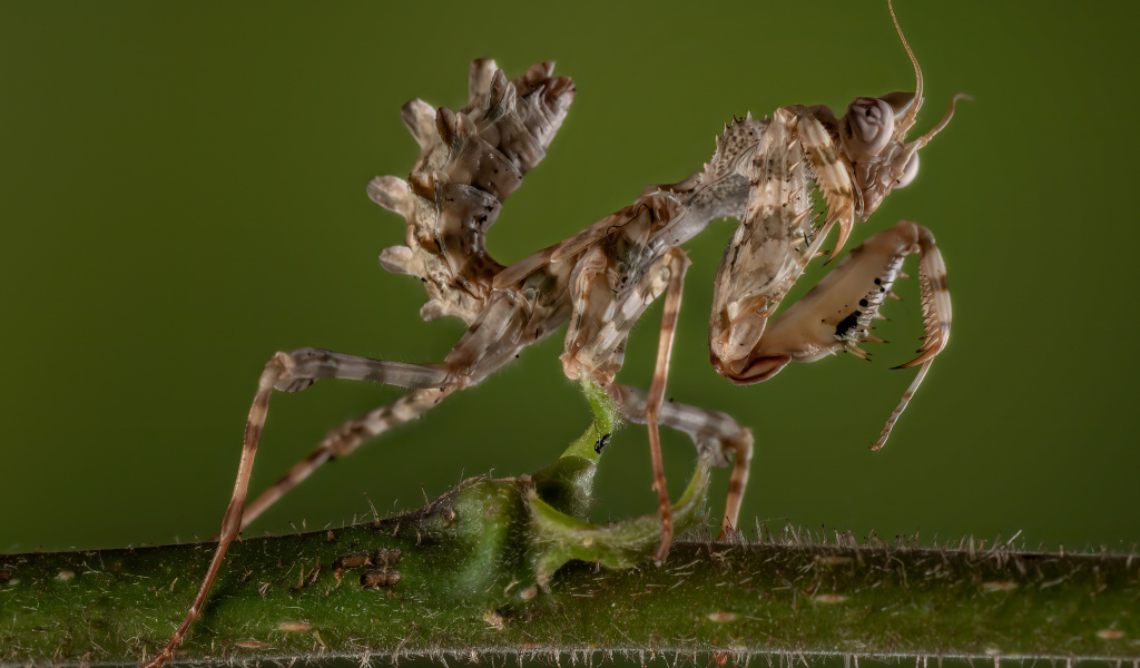 Красивый коричневый богомол на зеленом фоне