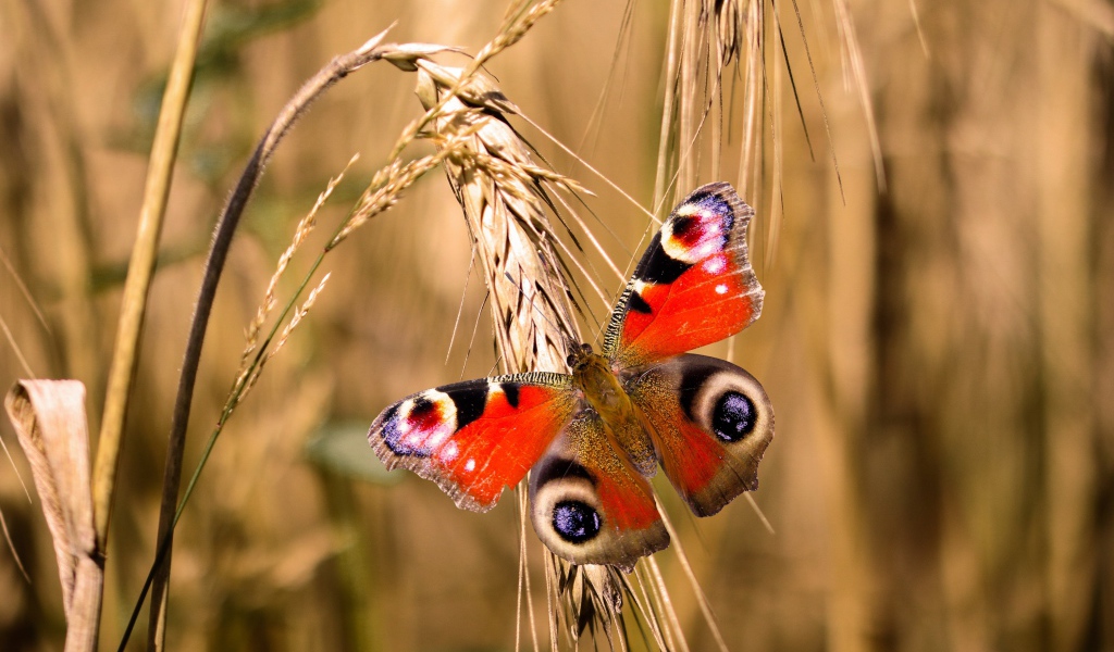 Красивая бабочка сидит на колоске пшеницы
