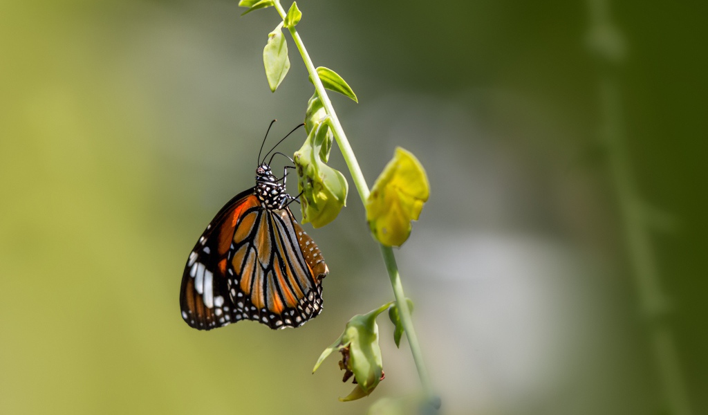 Красивая бабочка сидит на зеленой траве 