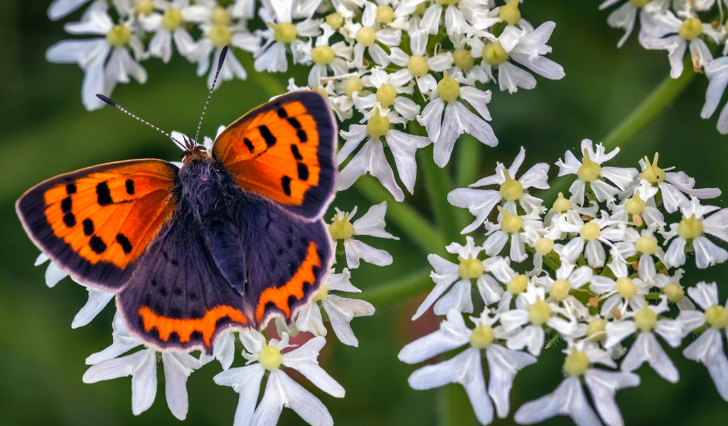 Красивая бабочка с коричневыми крыльями на белом цветке