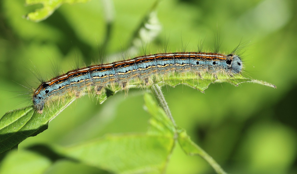 Красивая гусеница на зеленой ветке