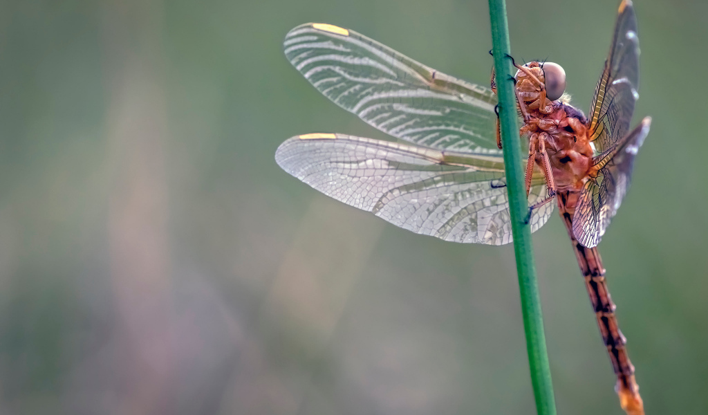 Красивая стрекоза сидит на зеленой траве 